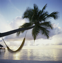 Hammock Suspended From A Palm Tree On A Beach, Maldives