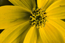 Close-up Of Yellow Anemone