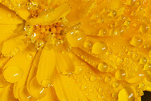 Close-up Of Yellow Marigold With Raindrops