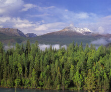 Trees At Altay Mountains, Kanas Lake Nature Reserve, China