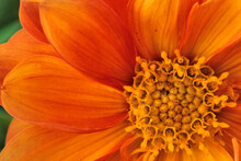 Orange Calendula Daisy