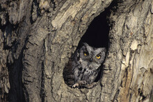 Screech Owl Perched At The Opening Of A Hole In A Tree
