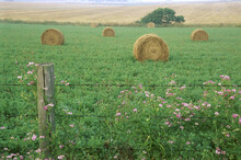 Hay Bales In A Field