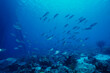 © SuperStock - School of fish swimming underwater