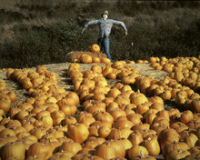 Scarecrow Near Pumpkins