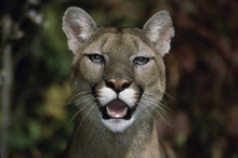 Close-up Of A Cougar