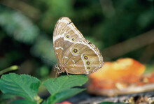 A Northern Pearly Eye Butterfly On A Leaf (Enodia Anthedon)
