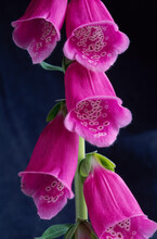 Close-up Of Foxgloves
