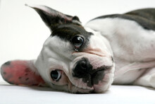 Close-up Of A French Bulldog Puppy Lying Down