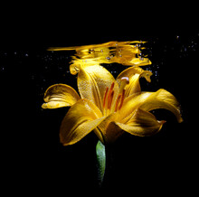Close-up Of A Yellow Lily Underwater
