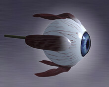 Close-up Of The Human Eyeball