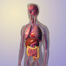 Close-up Of The Inner Organs Of The Human Body