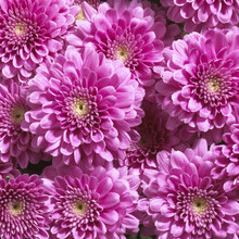 Close-up Of Chrysanthemums