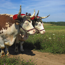 Two Oxen Attached To A Yolk On A Farm Field