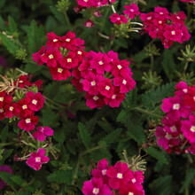 Close-up Of Verbena Flowers