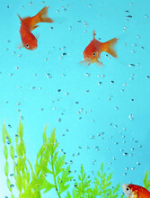 Three Goldfish Swimming Underwater