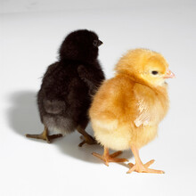 Rear View Of Two Baby Chicken