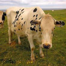 Close-up Of Two Cows Standing In A Field