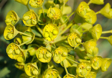 Close Up View To The Yellow Flower Of Great Milkweed Or Euphorbia Caracias Wulfenii Plant