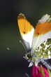 © SuperStock - Orange-tip butterfly on a flower
