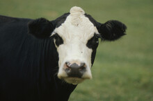 Close-up Of A Holstein Cow
