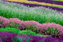 High Angle View Of A Field Of Flowers, Washington State, USA