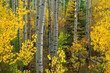 © SuperStock - Aspen trees in a forest