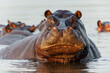 Hippopotamus in the Okavanga Delta in Botswana. An aggressive hippo bull shows dominant behaviour.              