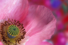 Close-up Of A Poppy Flower