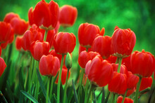 Close-up Of Tulips
