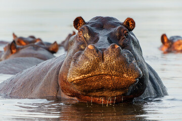 hippopotamus in the okavanga delta in botswana. an aggressive hippo bull shows dominant behaviour.