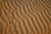 High Angle View Of Footprints On The Sand On A Beach, Cannon Beach, Oregon, USA