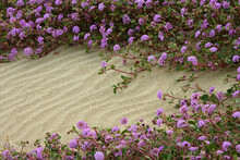 High Angle View Of Sand Verbenas, Anza Borrego Desert State Park, California, USA