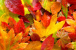 © SuperStock - Close-up of Vine Maples leaves