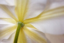 Close-up Of A White Clematis
