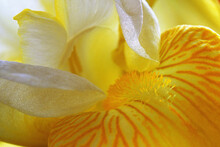 Close-up Of A Bearded Iris (Iris Germanica)