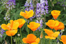 Close-up Of California Golden Poppies (Eschscholzia Californica) And Lupines In A Field