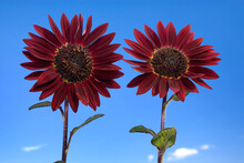 Close-up Of Two Red Sunflowers
