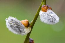 Close-up Of Dew Drops On A Pussy Willow Plant (Salix Caprea)
