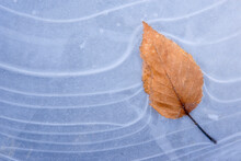 Close-up Of An Autumn Leaf In Water