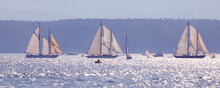 Sailboats Racing In The Ocean, Port Townsend, Washington State, USA