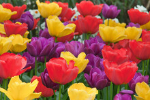 Tulips In Garden 