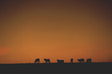 Silhouette Of Cattle On The Rocky Flats, Colorado, USA