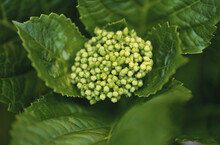 Close-up Of A Hydrangea Plant