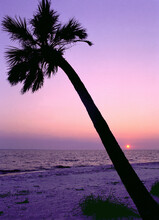Silhouette Of A Palm Tree On A Beach During Sunset, Cayo Costa State Park, Florida, USA