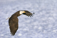 Close-up Of A Bald Eagle Flying Over The Sea, Alaska, USA (Haliaeetus Leucocephalus)