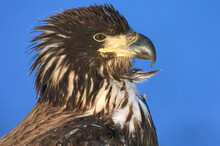 Close-up Of A Juvenile Bald Eagle (Haliaeetus Leucocephalus)
