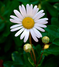Close-up Of A Daisy