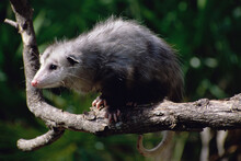 Opossum On A Tree Branch