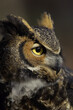© SuperStock - Close-up of a Great Horned Owl